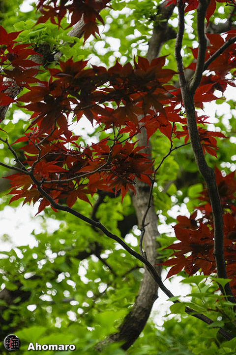 写真00