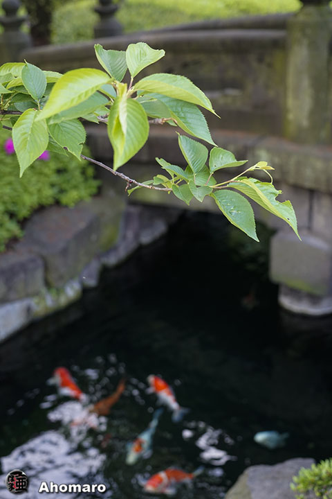 写真00