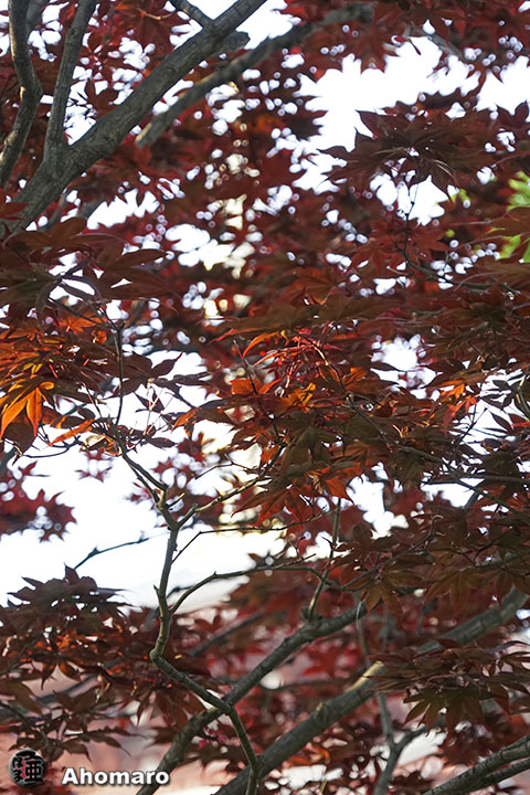 写真00