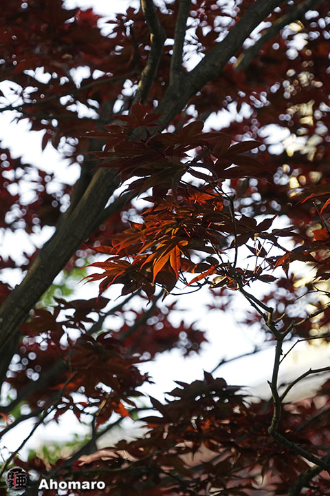 写真00
