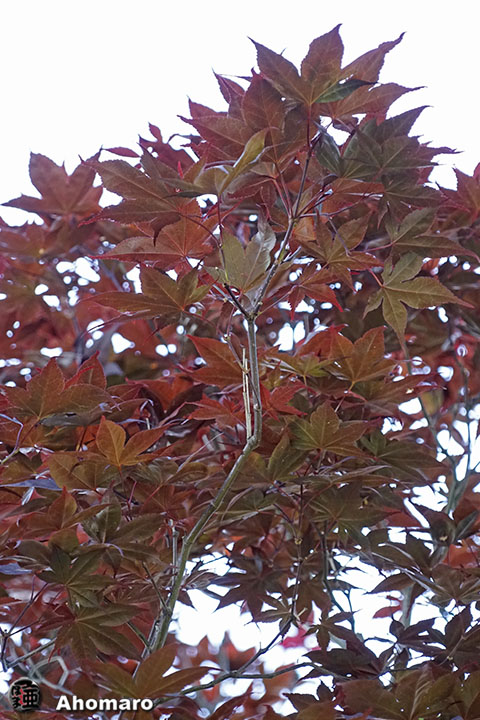 写真00