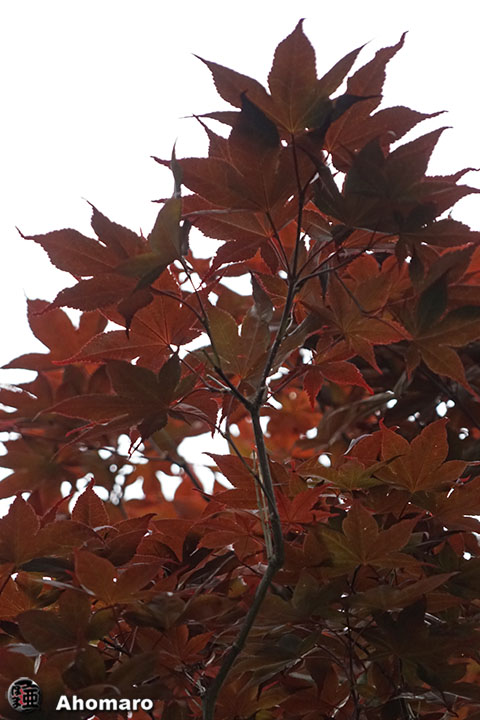 写真00
