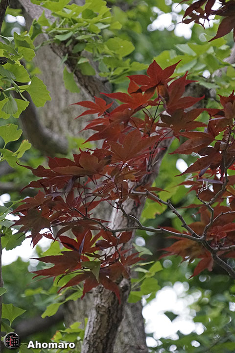 写真00