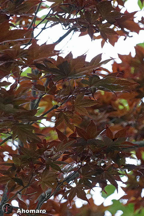 写真00