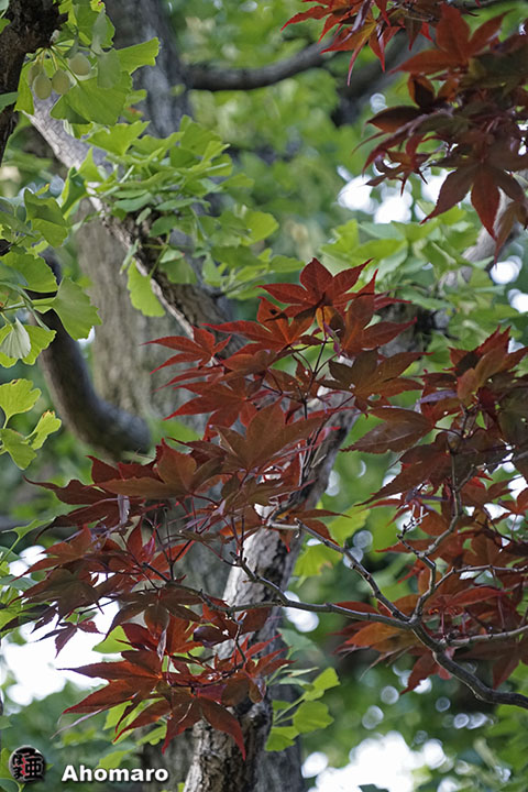 写真00