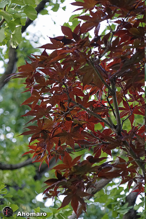写真00