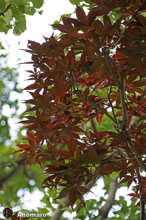 写真00