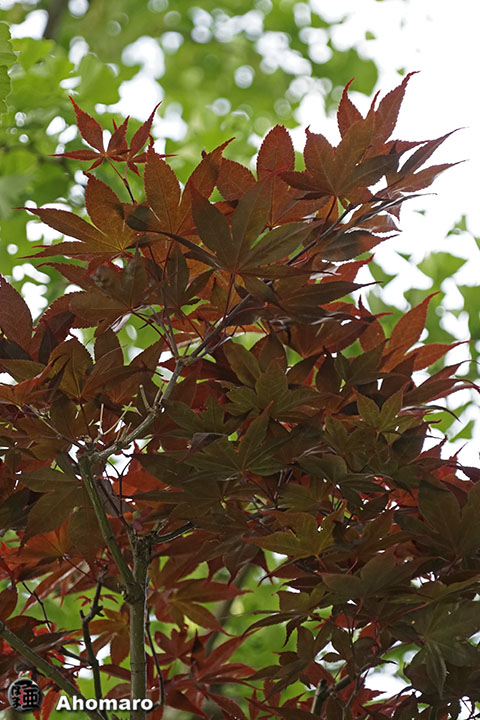 写真00