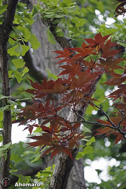 写真00