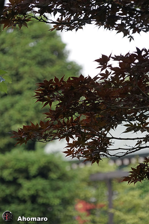 写真00