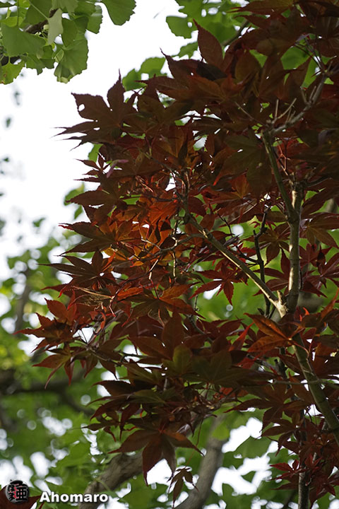 写真00