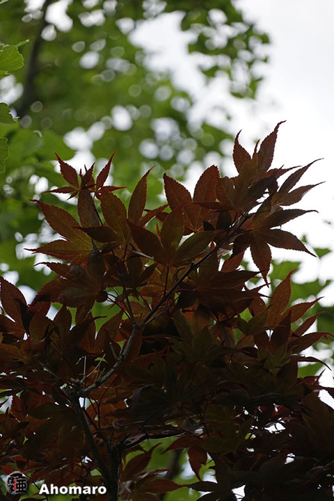 写真00