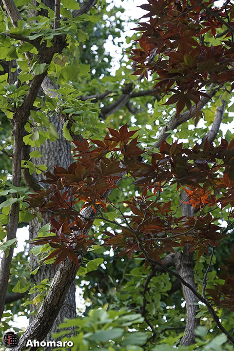 写真00