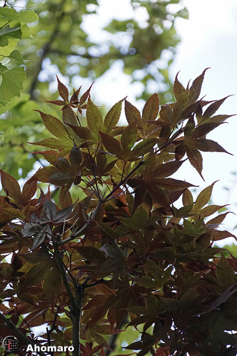 写真00