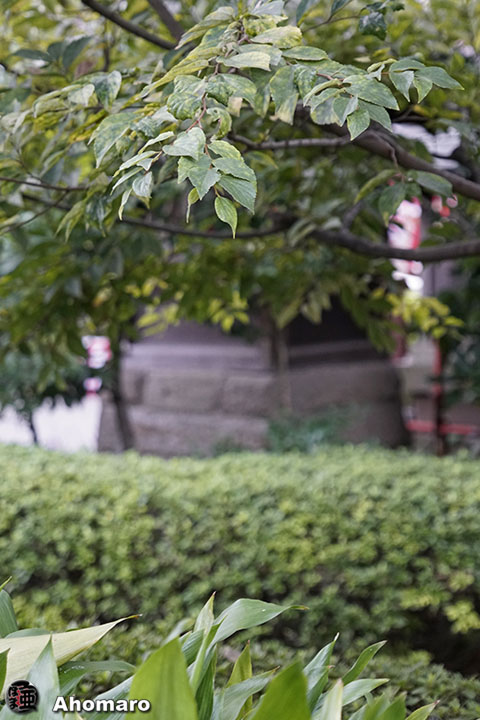 写真00