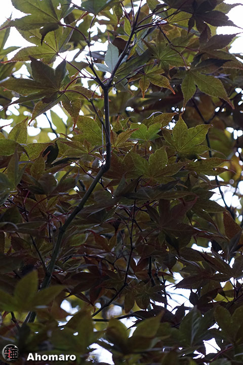 写真00