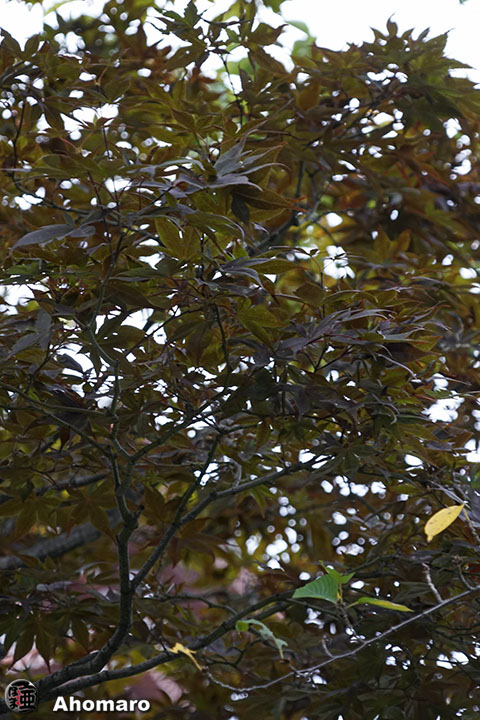 写真00