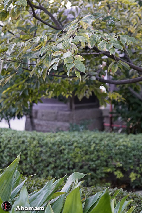 写真00