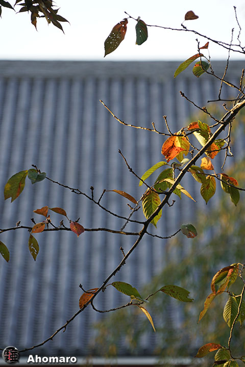 写真00