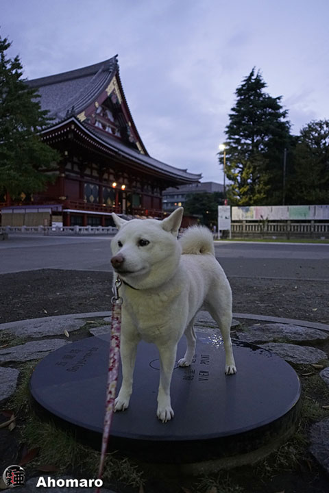 の ぼう く 意味 で