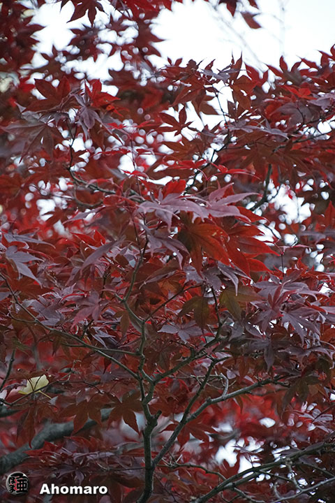 写真00