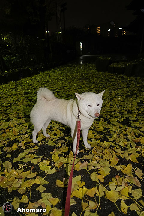 写真00