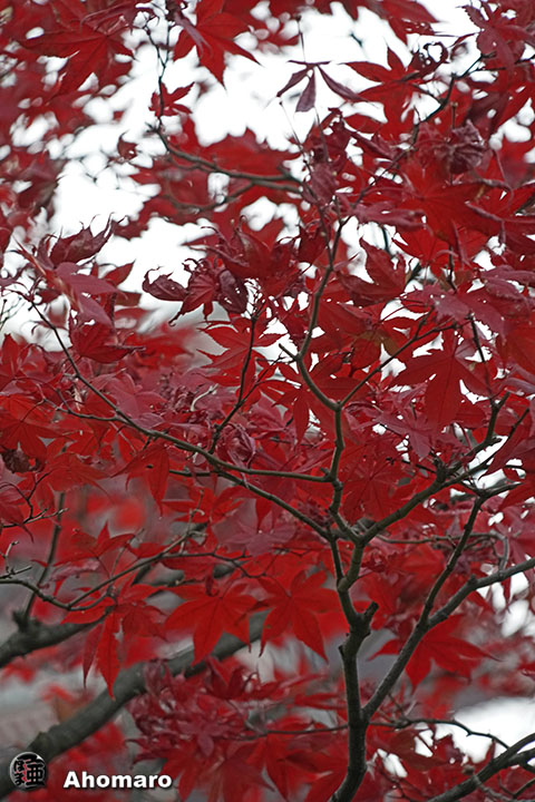写真00
