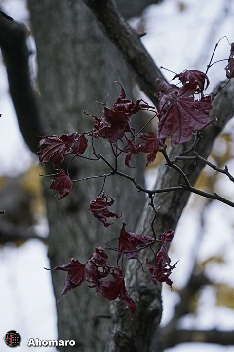 写真00