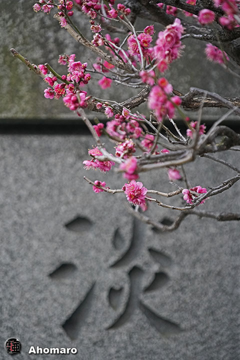 写真00