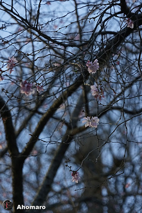 写真00