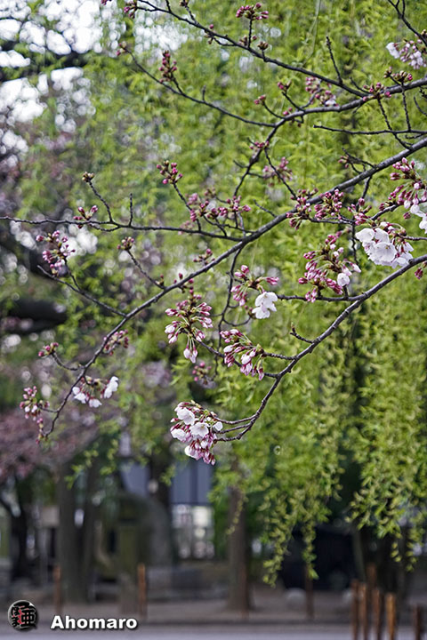 写真00