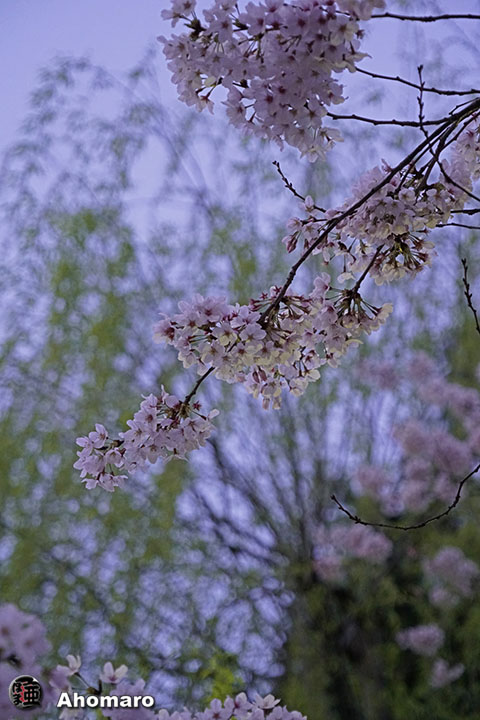 写真00