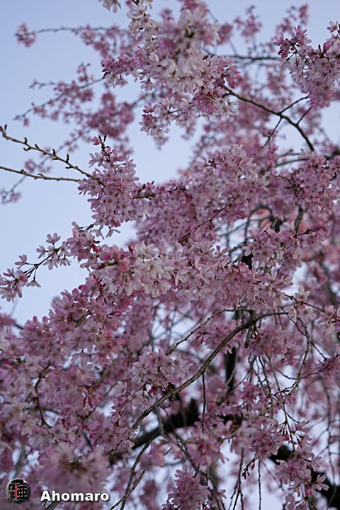 写真00