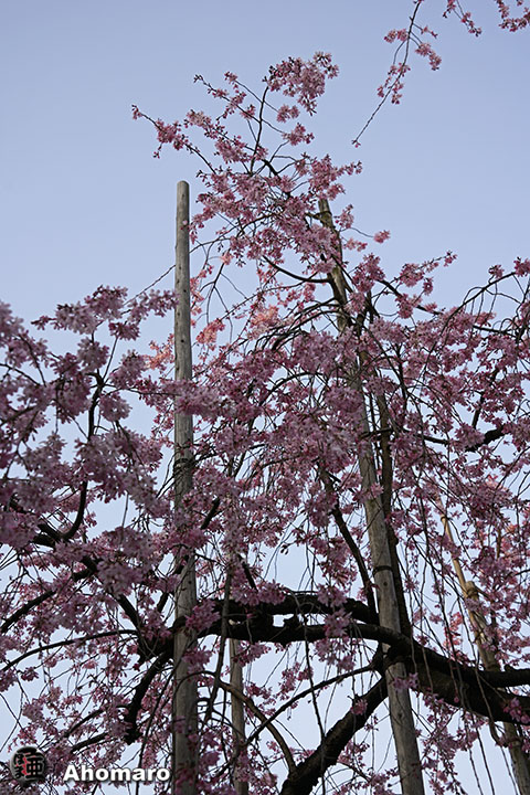 写真00