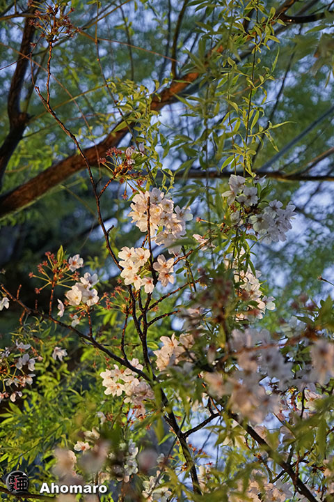 写真00