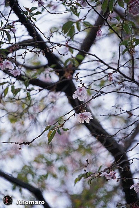 写真00