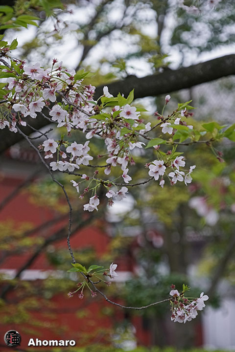 写真00
