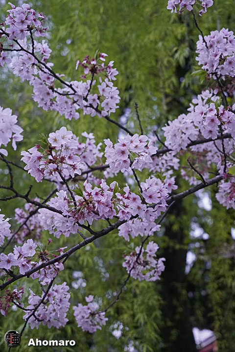 写真00
