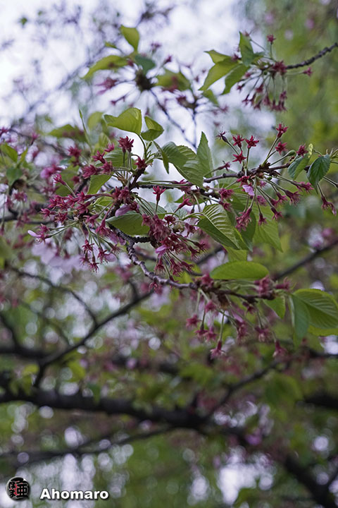 写真00