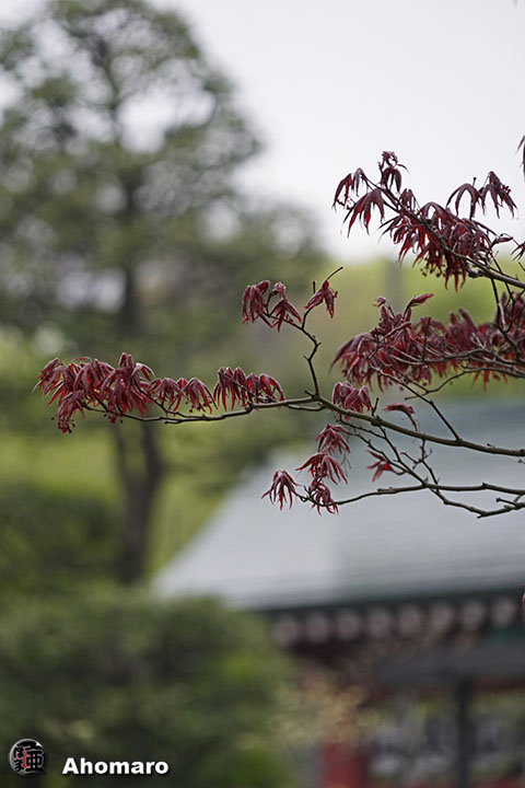 写真00