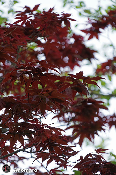 写真00