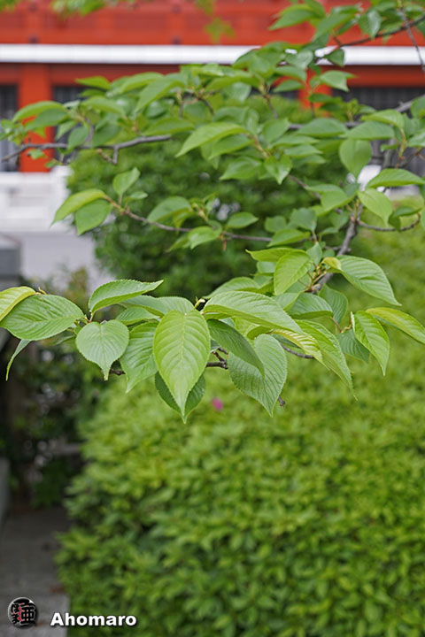 写真00