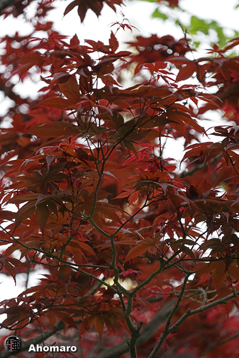 写真00