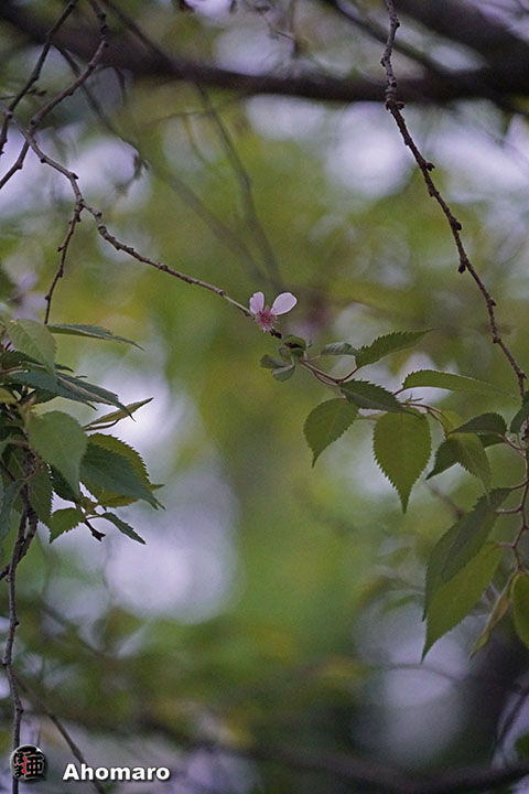 写真00