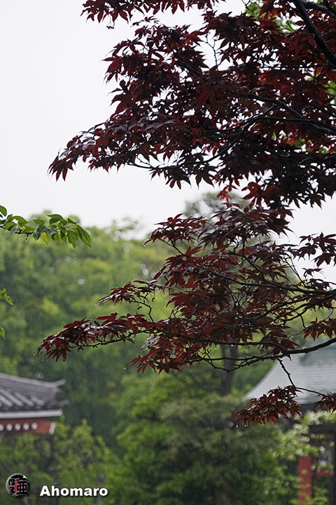 写真00