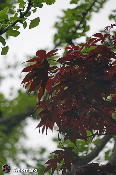 写真00