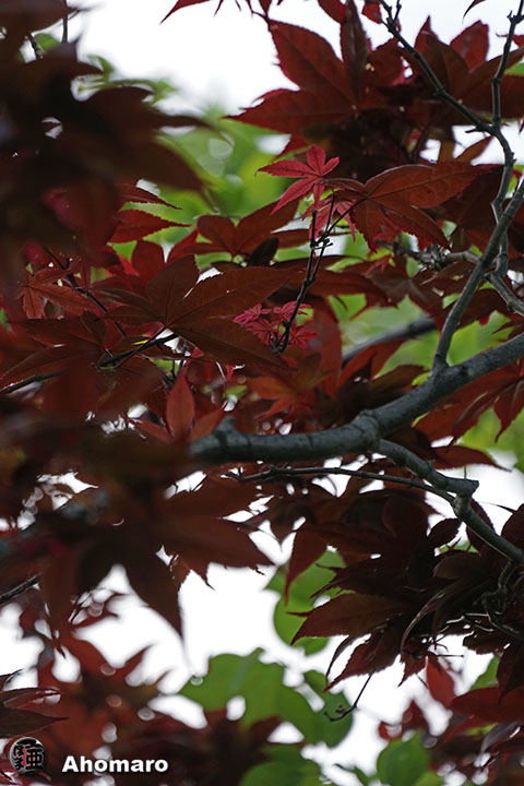 写真00