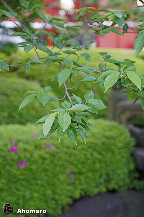 写真00
