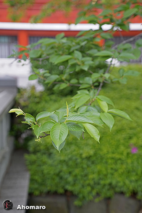 写真00