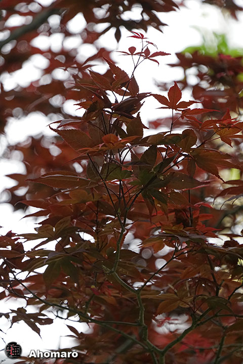 写真00